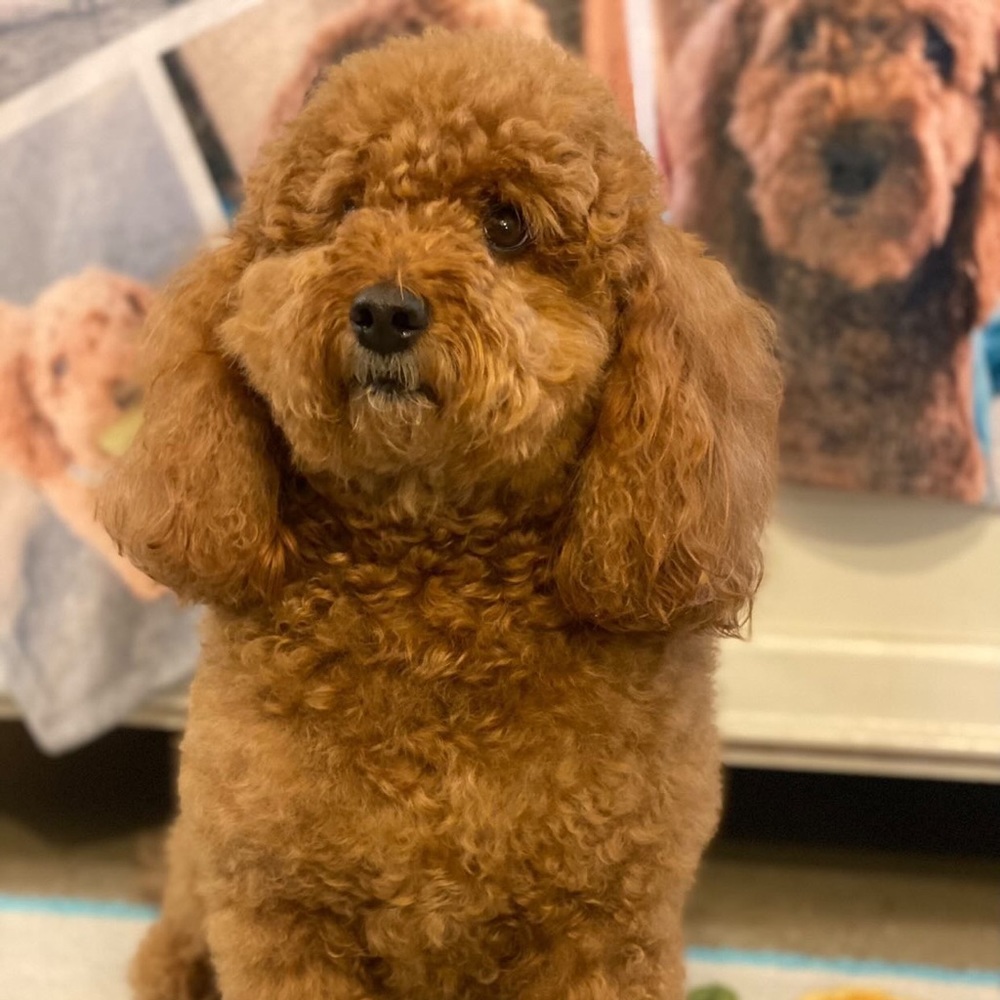 Meet your Posher, Carmen